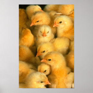 Affiches Poussins