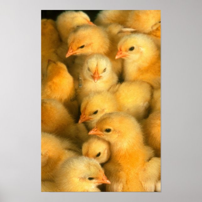 Affiches Poussins (Devant)