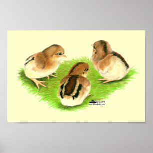Affiches Poussins Aseel Noir Rouge