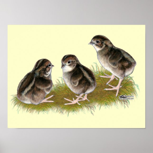 Affiches Poussins de caille Coturnix (Devant)