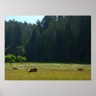 Affiches Prairie aux élans du parc national de Redwood