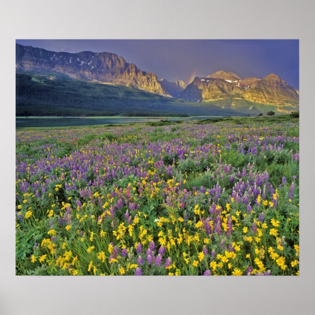 Affiches Prairie de fleurs sauvages dans Many glacier (Devant)