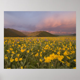 Affiches Prairie de fleurs sauvages spectaculaire au lever