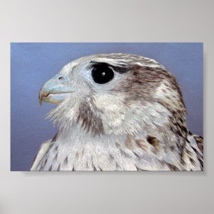 Affiches Prairie Falcon
