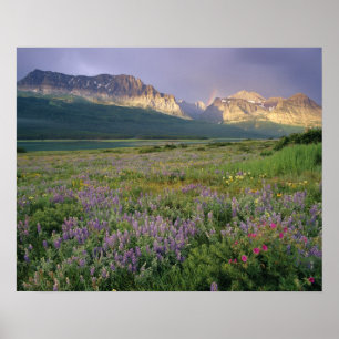 Affiches Prairie wildflowers along Lake Sherbourne in the