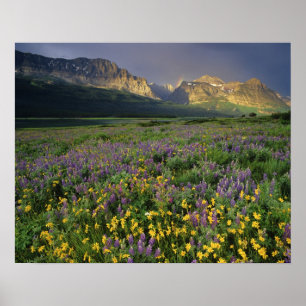 Affiches Prairie wildflowers fill meadow near Lake