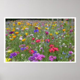 Affiches Pré des Fleurs sauvages