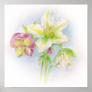 Affiches Premier signe de l'aquarelle des hellebores de pri