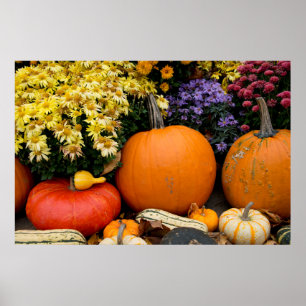 Affiches Présentation colorée de citrouilles décoratives d'