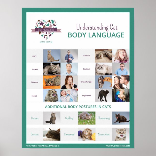 Affiches Présentation du langage du corps du chat 16 x 20 P (Devant)