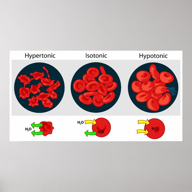 Affiches Pression osmotique sur le diagramme membranaire pe (Devant)