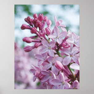 Affiches Pretty Purple Lilacs