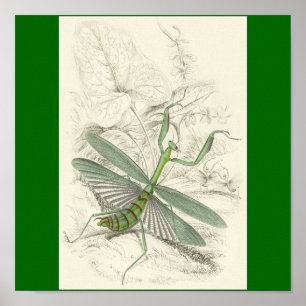 Affiches Priant Mantis, Mantis Religiosa