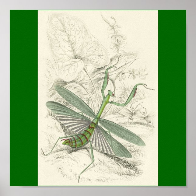 Affiches Priant Mantis, Mantis Religiosa (Devant)