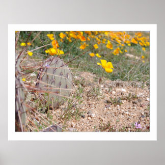 Affiches Prickley Pear Cactus & Poppy