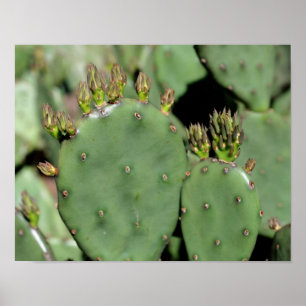 Affiches Prickly Pear Cactus