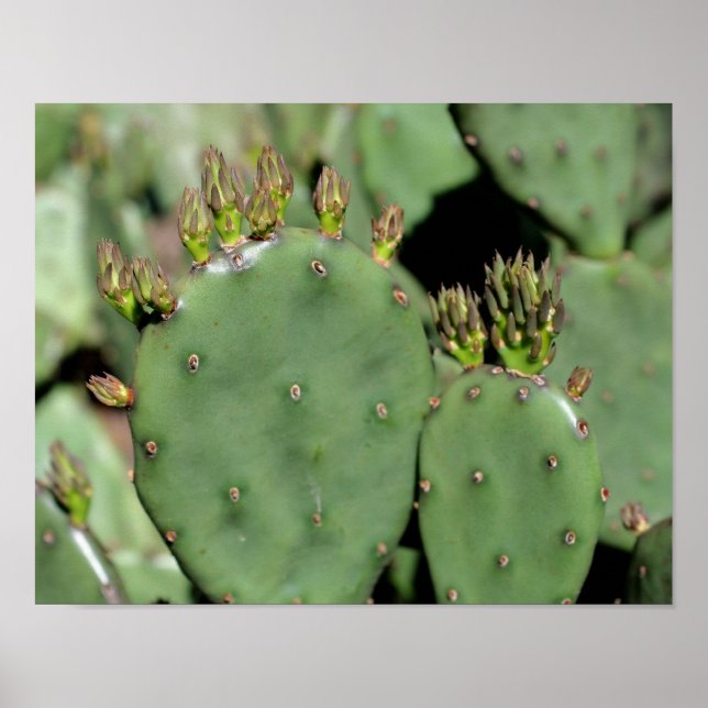 Affiches Prickly Pear Cactus (Devant)