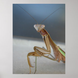 Affiches Prier Mantis