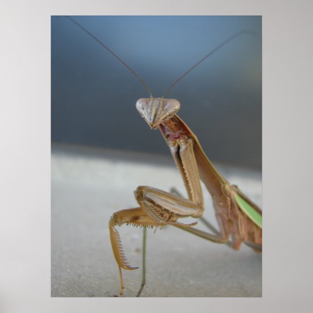 Affiches Prier Mantis (Devant)