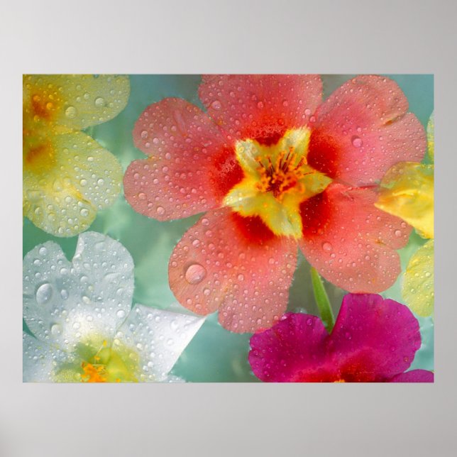 Affiches Primrose (Devant)