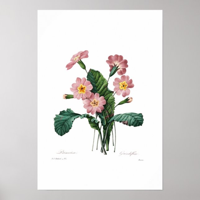 Affiches Primula (Devant)