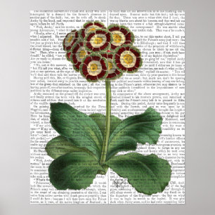 Affiches Primula Aurium Rouge