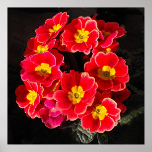 Affiches Primula rouge au printemps