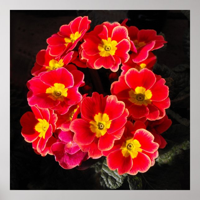 Affiches Primula rouge au printemps (Devant)