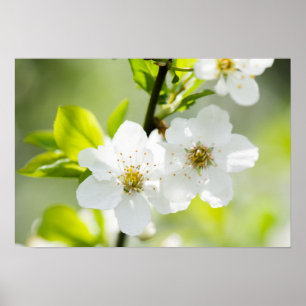 Affiches Printemps
