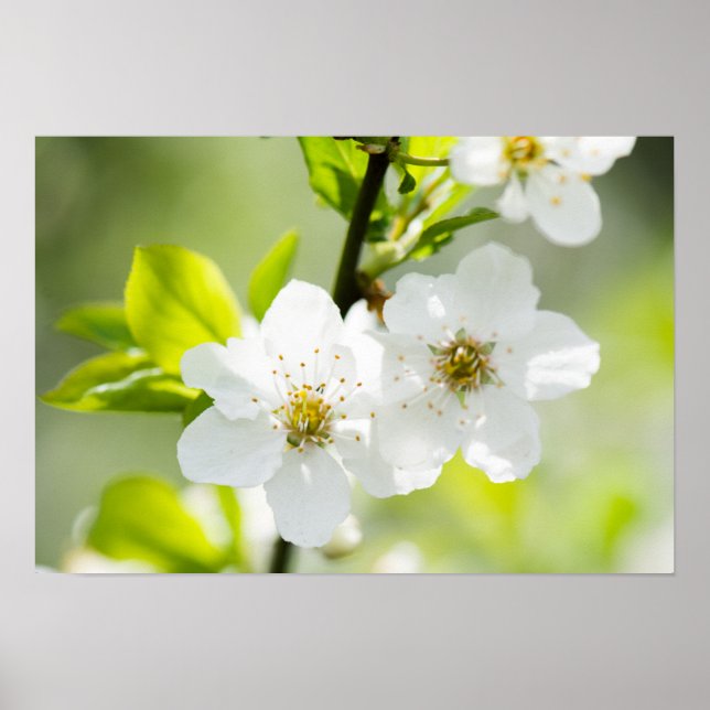 Affiches Printemps (Devant)