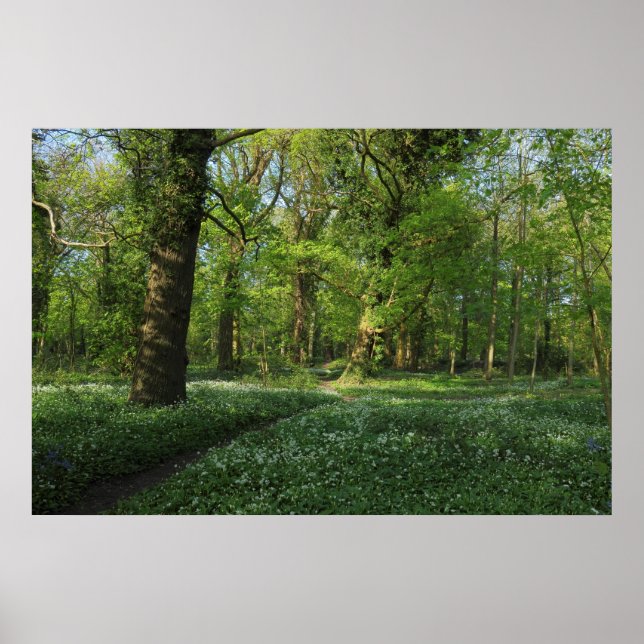 Affiches Printemps dans les Bois, Bute Park, Cardiff (Devant)