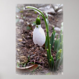 Affiches Printemps février