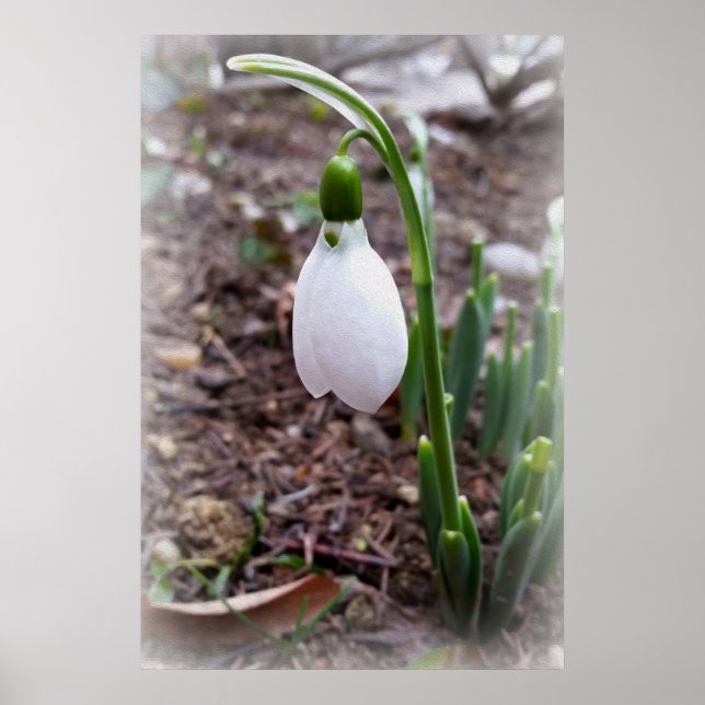 Affiches Printemps février (Devant)