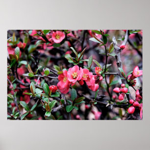 Affiches Printemps Fleur Rose