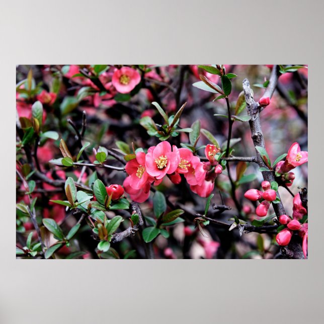 Affiches Printemps Fleur Rose (Devant)