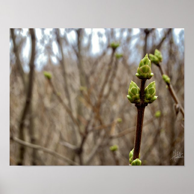 Affiches Printemps [Imprimer] (Devant)