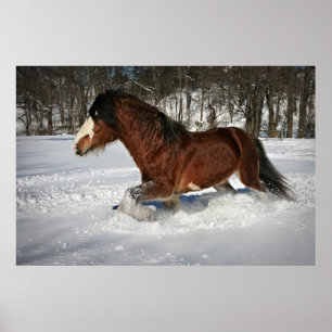 Affiches Prise de lui dans le Pas-Clydesdale dans la neige