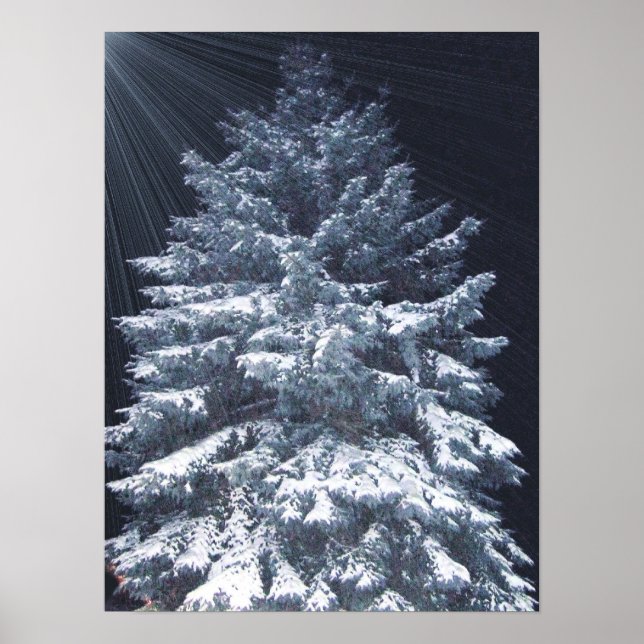 Affiches Prix TBA - Lumières de pin (Devant)