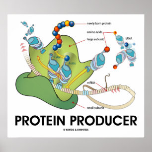 Affiches Producteur de protéines (biologie moléculaire)