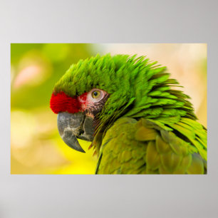 Affiches Profil d'ara au zoo de Santa Barbara