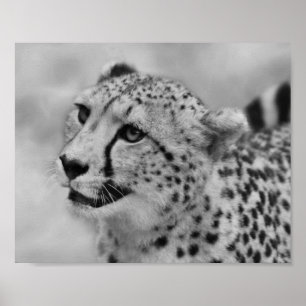 Affiches Profil de Cheetah