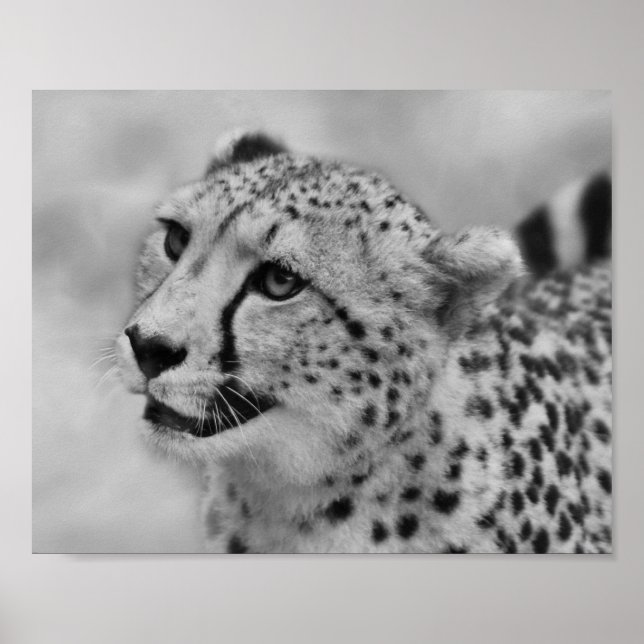 Affiches Profil de Cheetah (Devant)