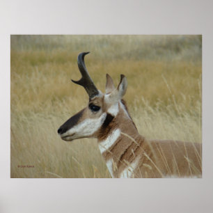 Affiches Profil de jeune buck d'antilope à fourche A4 tête 