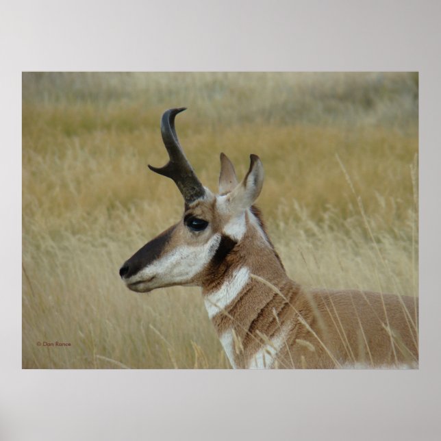 Affiches Profil de jeune buck d'antilope à fourche A4 tête  (Devant)