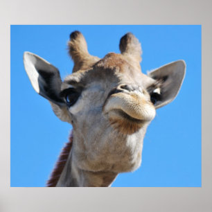 Affiches Profil de photographie de girafe