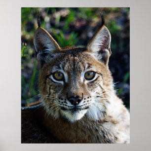Affiches Profil Lynx de Sibérie