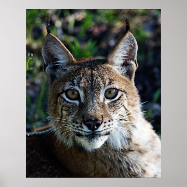 Affiches Profil Lynx de Sibérie (Devant)