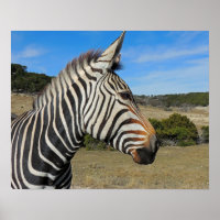 Profil Zèbre de montagne de Hartmann à Fossil Rim