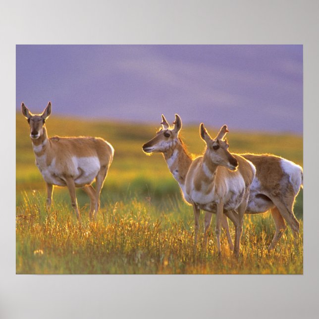 Affiches Pronghorn Antelope dans le Montana (Devant)