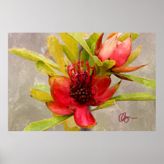 Affiches Protea Love